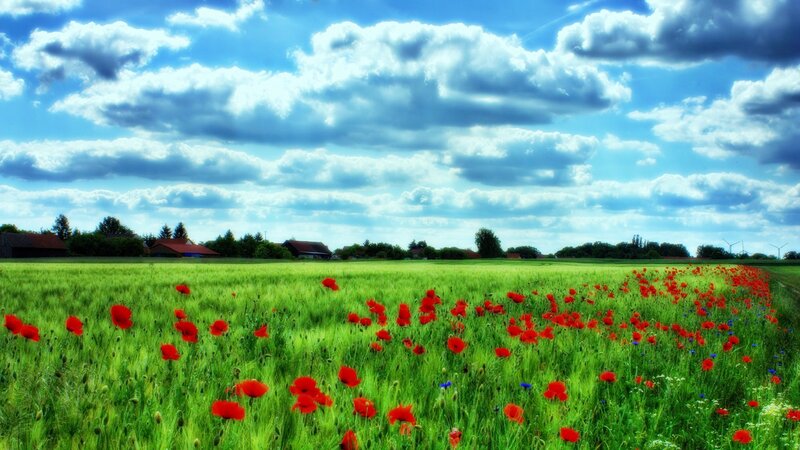 Poppy Field in Green Field