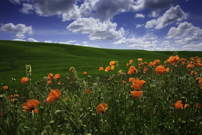 Poppy Field in Green Hills
