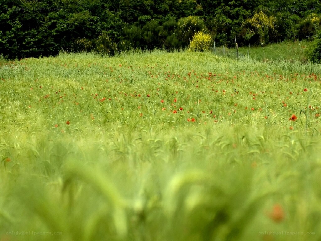 Poppy field in green meadow