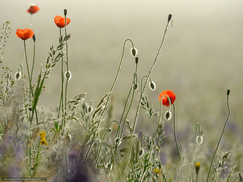 Poppy field in morning mist