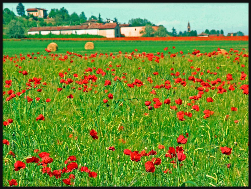 Poppy field in rural landscape