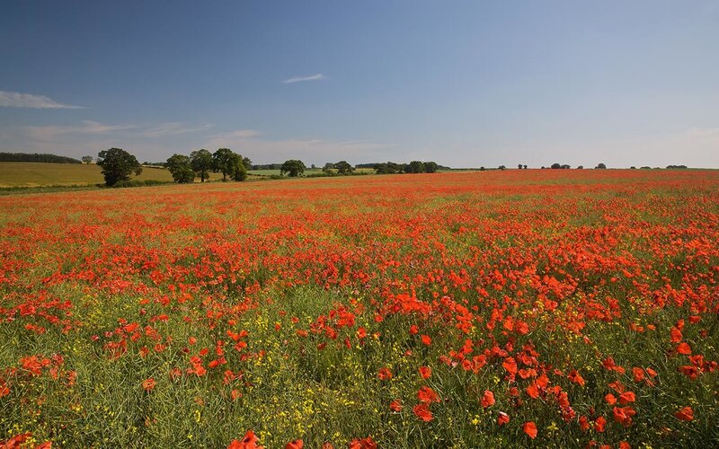 Poppy field in summer