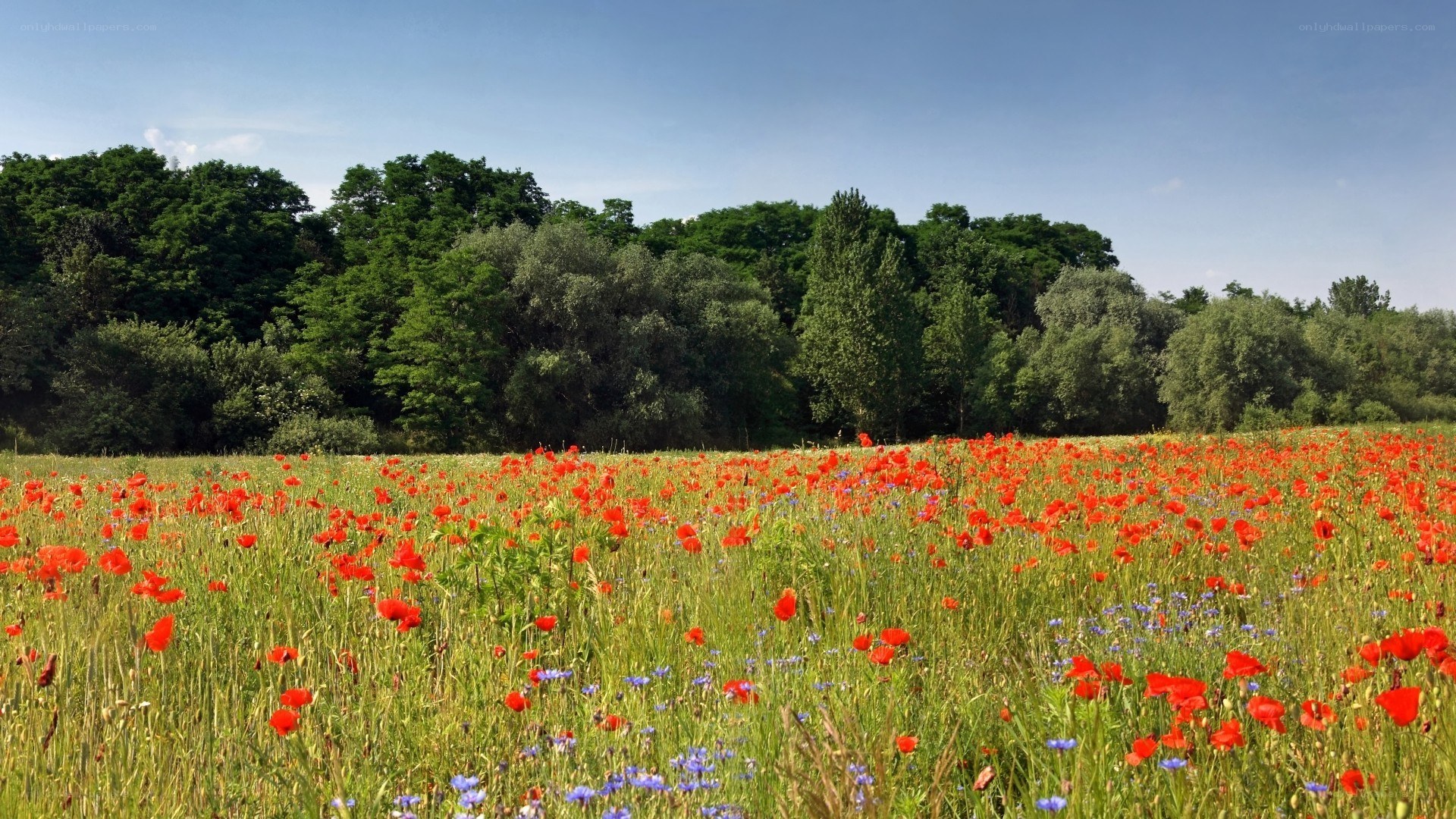 Poppy field in summer