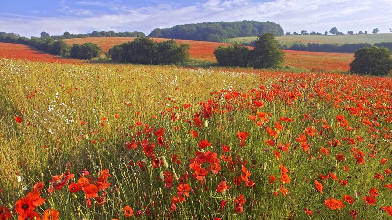 Poppy field in the countryside