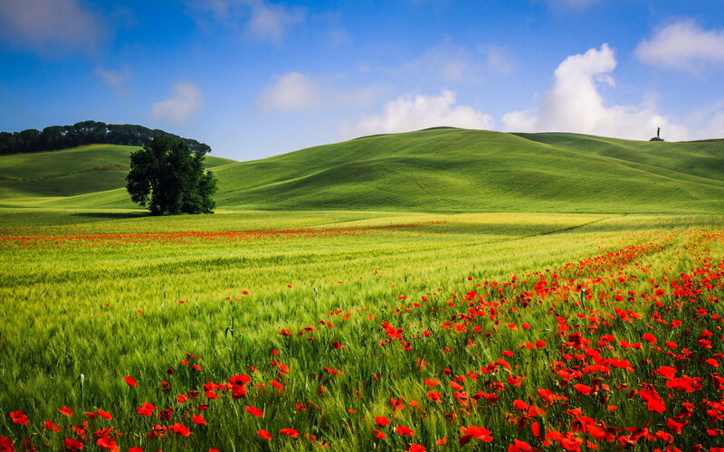 Poppy Field in Tuscany — Green