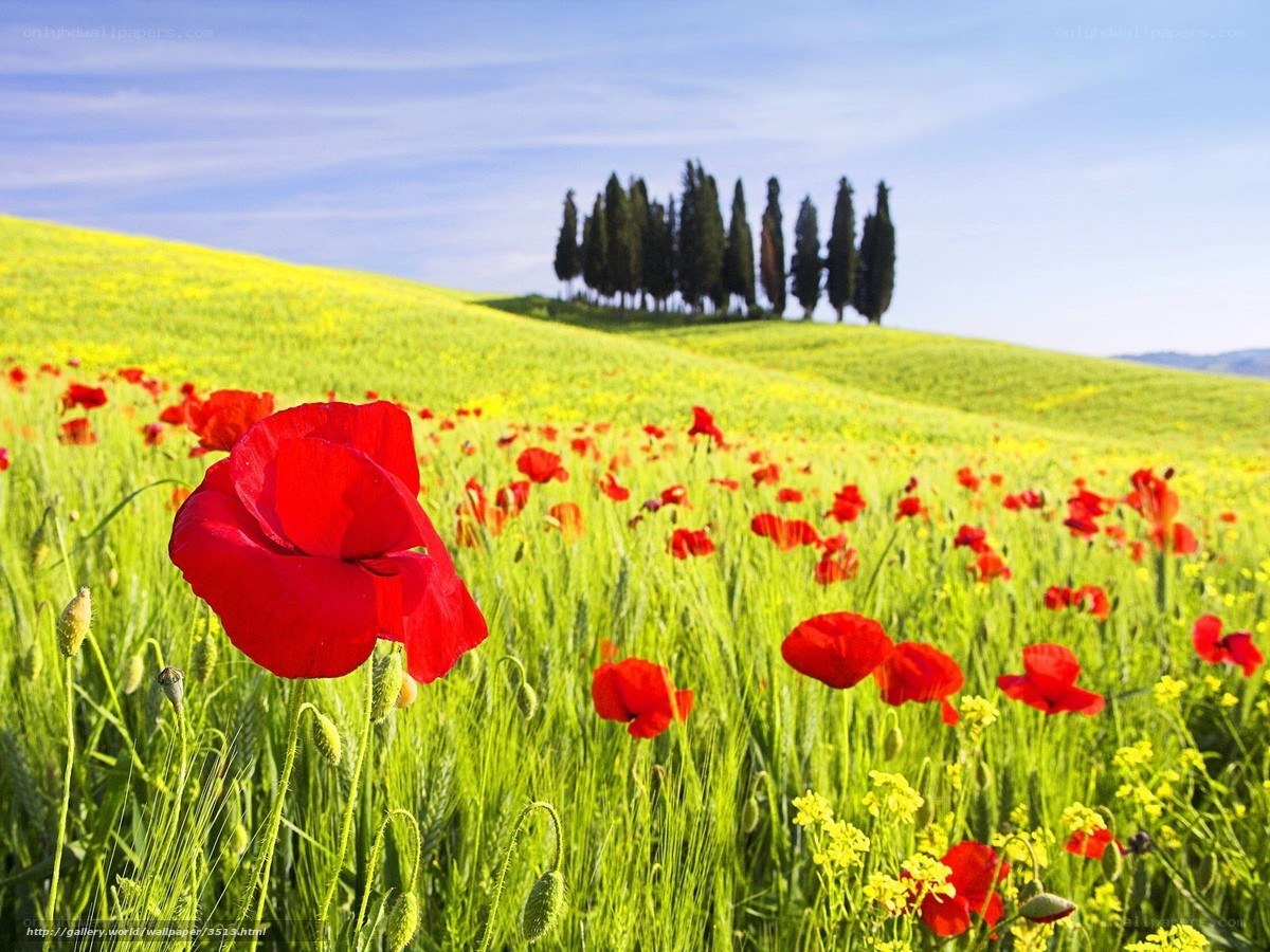 Poppy field in Tuscany