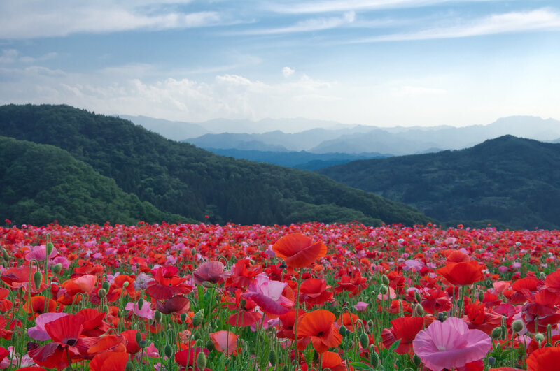 Poppy Field in Valley — Red