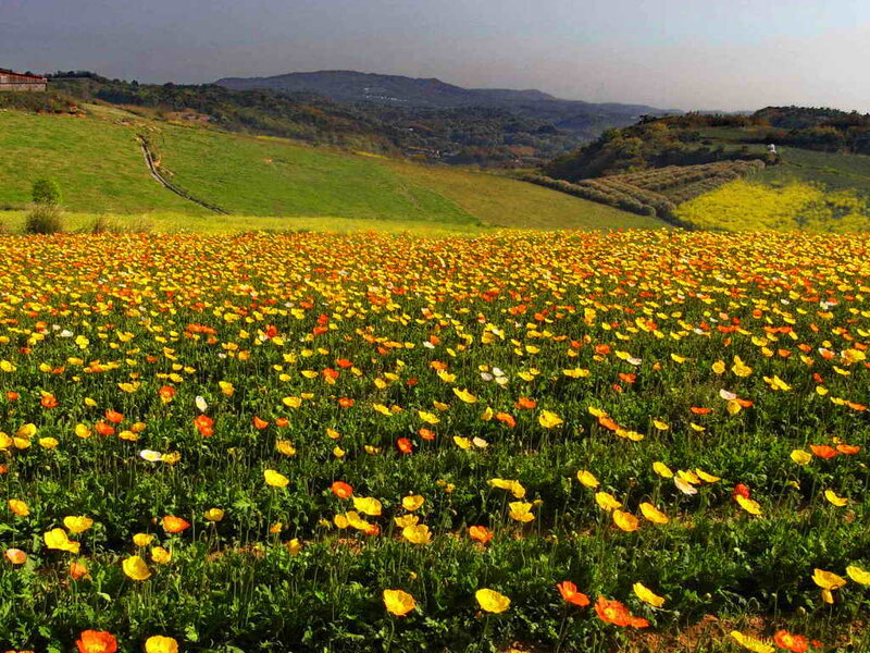 Poppy Field in Valley
