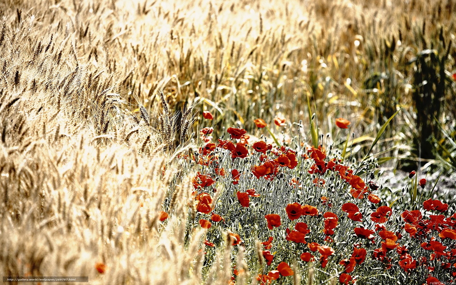 Poppy field in wheat field