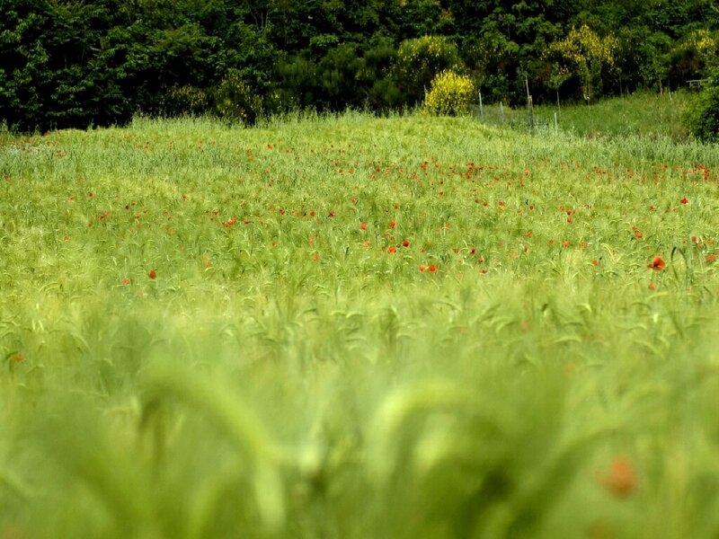Poppy Field in Wheat — Green