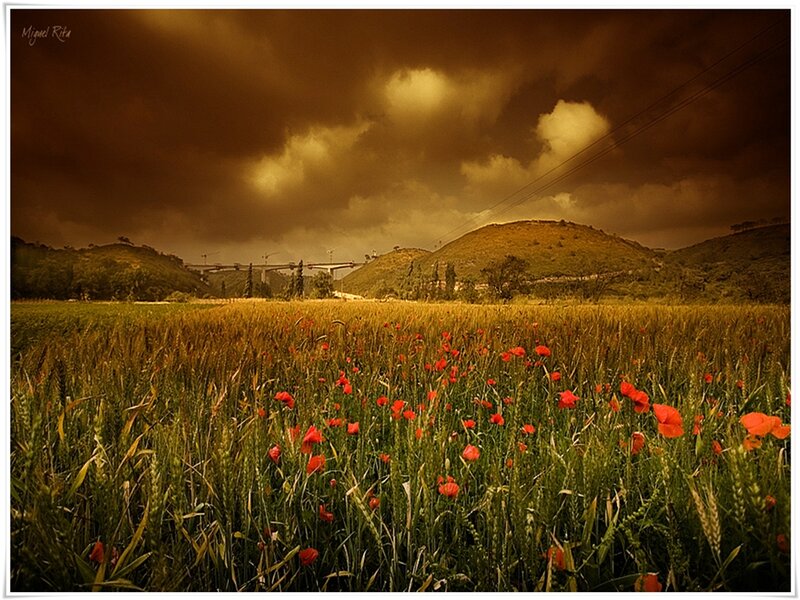 Poppy Field in Wheat — Red