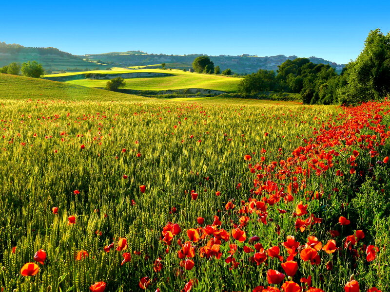 Poppy Field in Wheat
