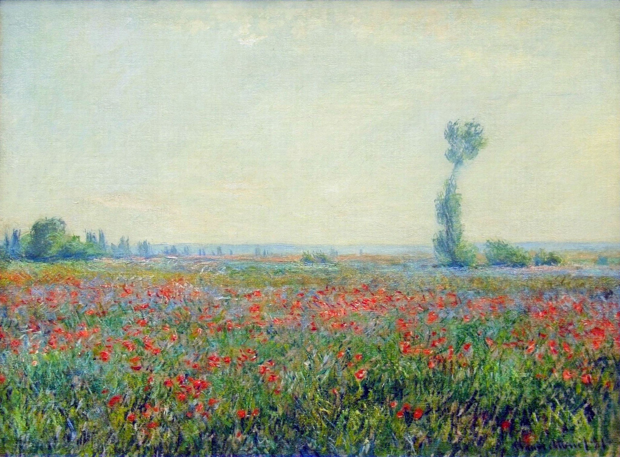 Poppy Field Landscape