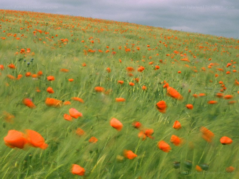 Poppy field on a hill