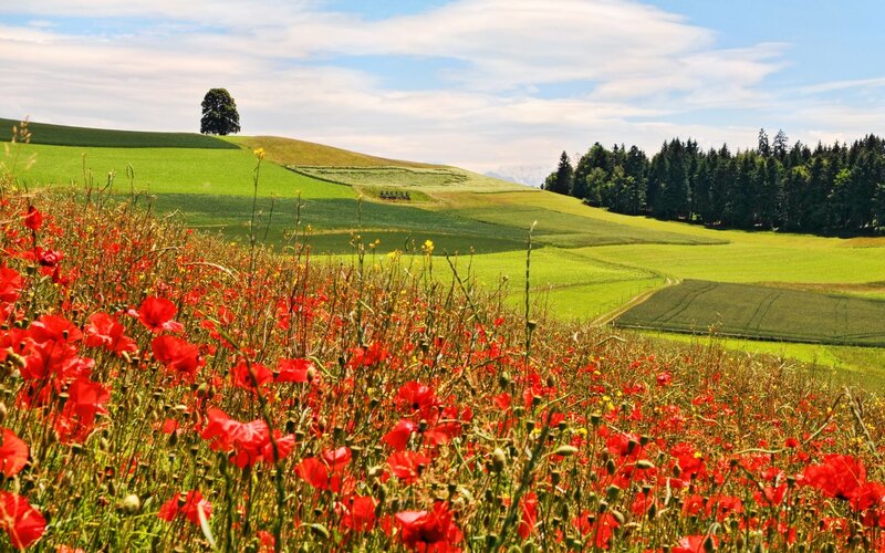 Poppy field on a sunny day