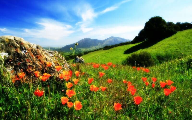 Poppy field on a sunny hillside
