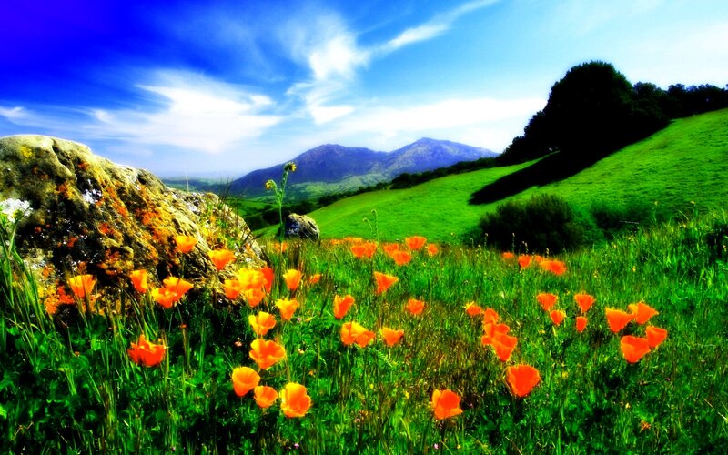 Poppy Field on Hillside — Green