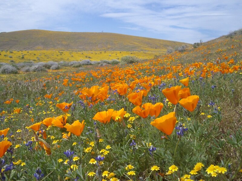 Poppy Field on Hillside — Orange