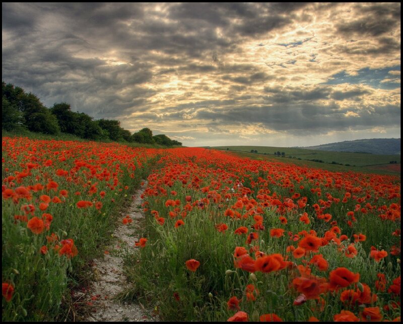 Poppy Field on Hillside — Red
