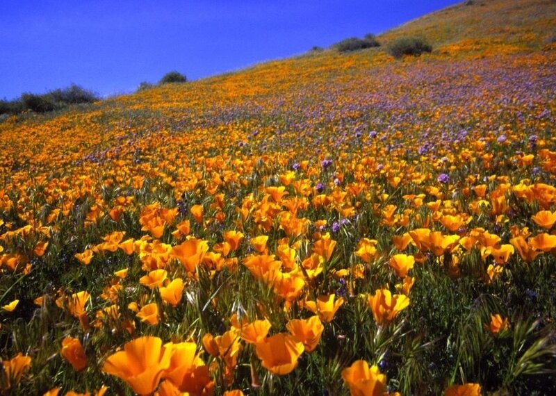 Poppy Field on Hillside