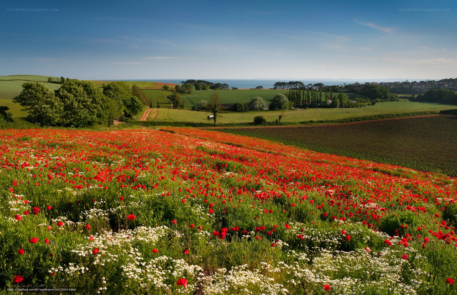 Poppy field overlooking the coast
