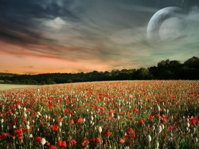 Poppy field under alien moon