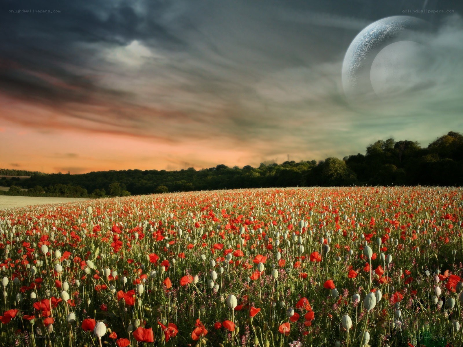 Poppy field under alien moon