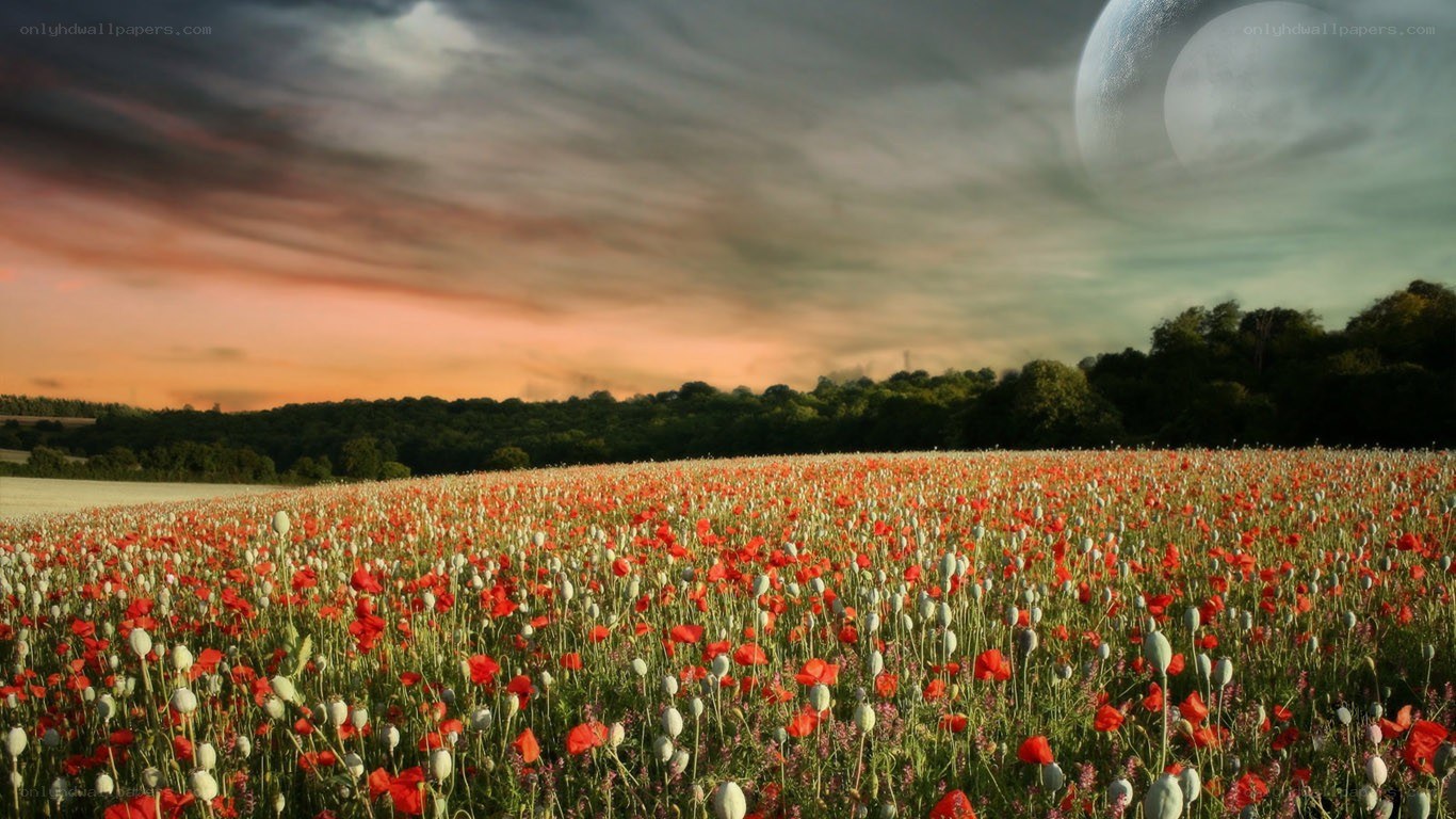 Poppy field under alien moon