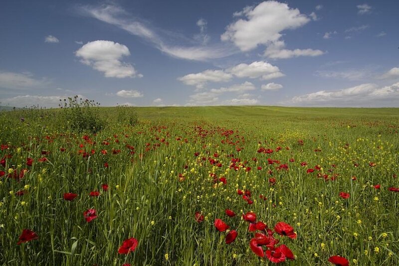 Poppy field under blue sky