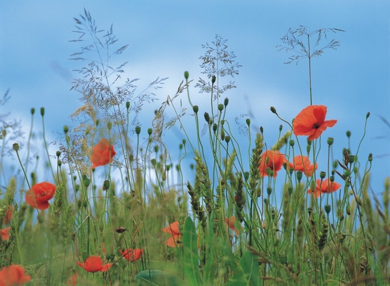Poppy field under blue sky