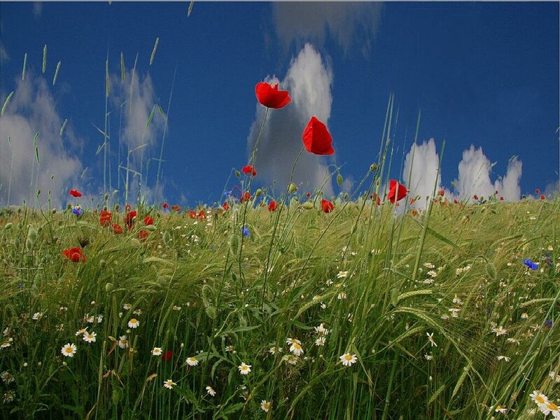 Poppy field under blue sky
