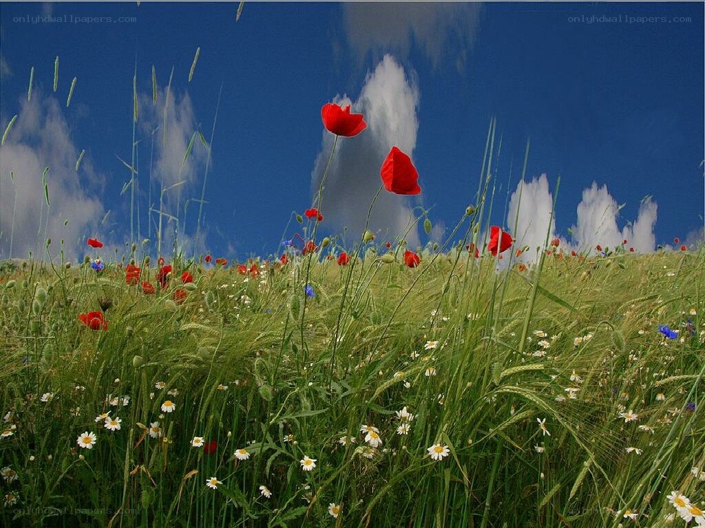 Poppy field under blue sky