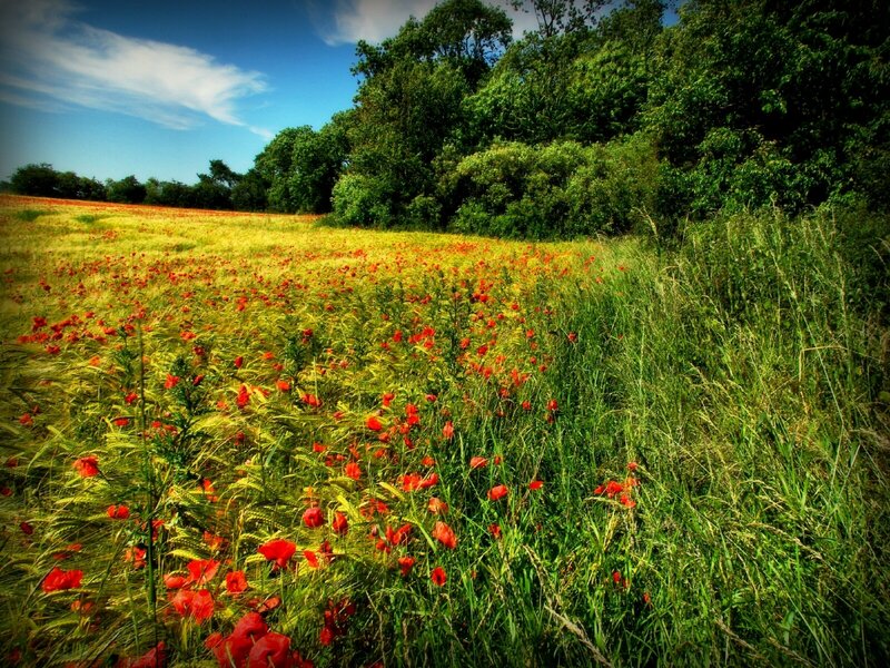 Poppy field under blue sky