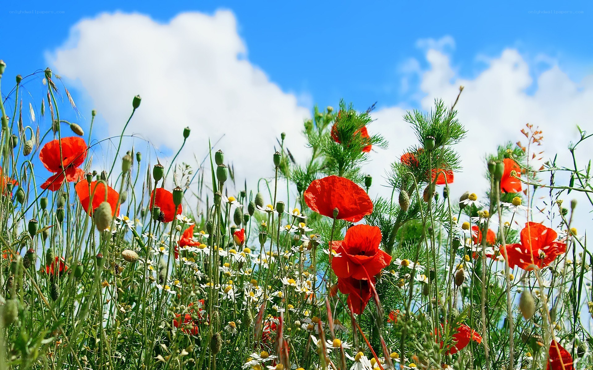 Poppy field under blue sky