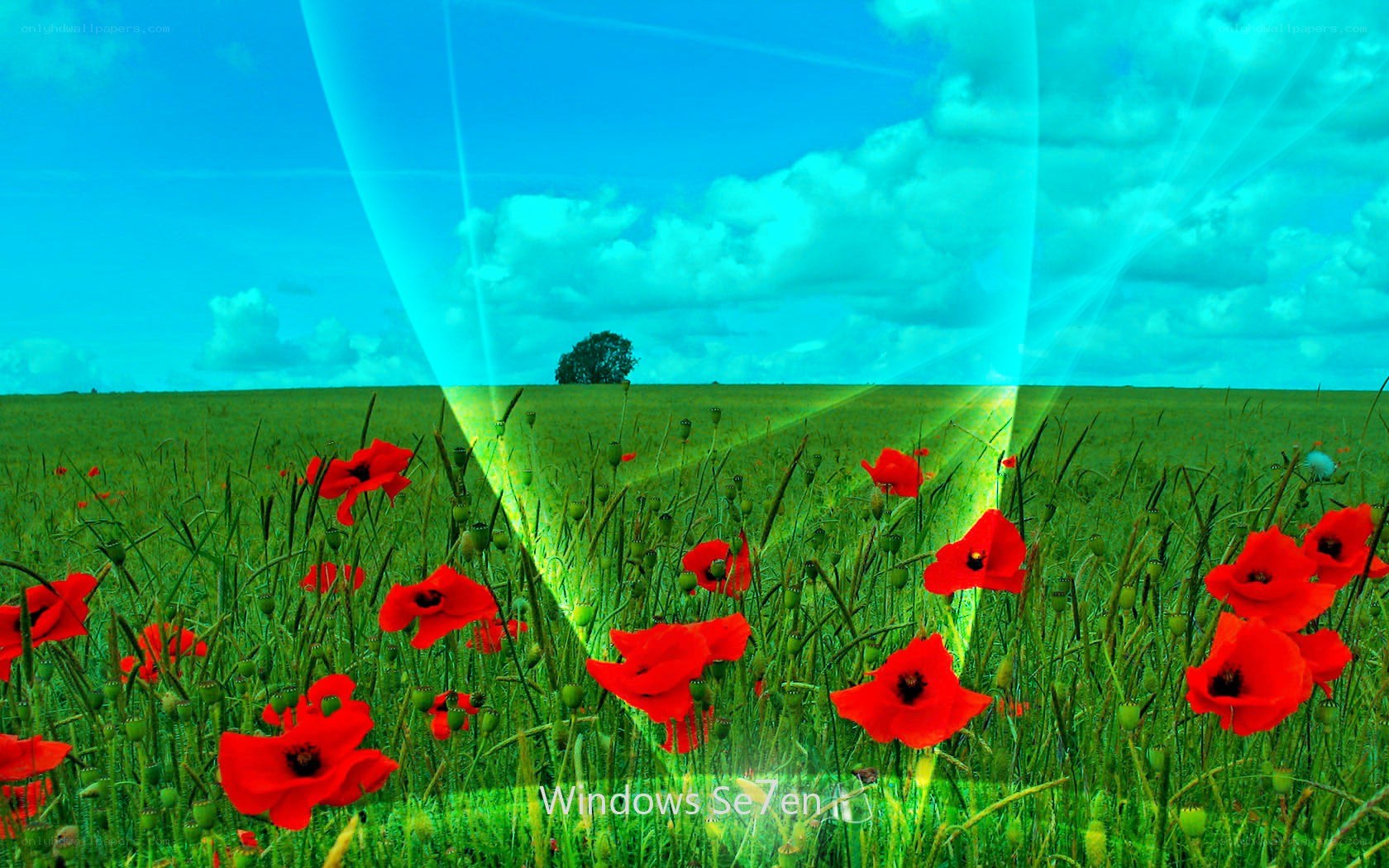Poppy field under blue sky
