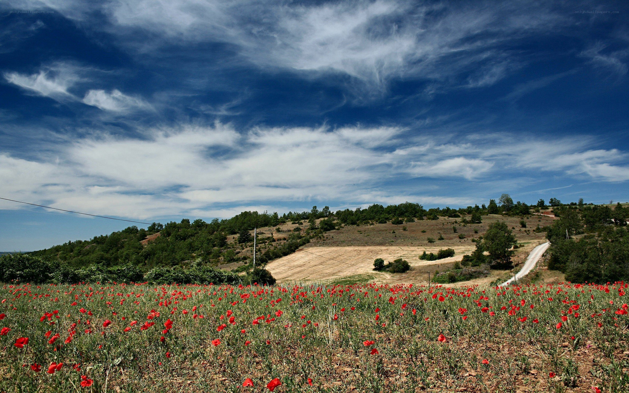 Poppy field under blue sky