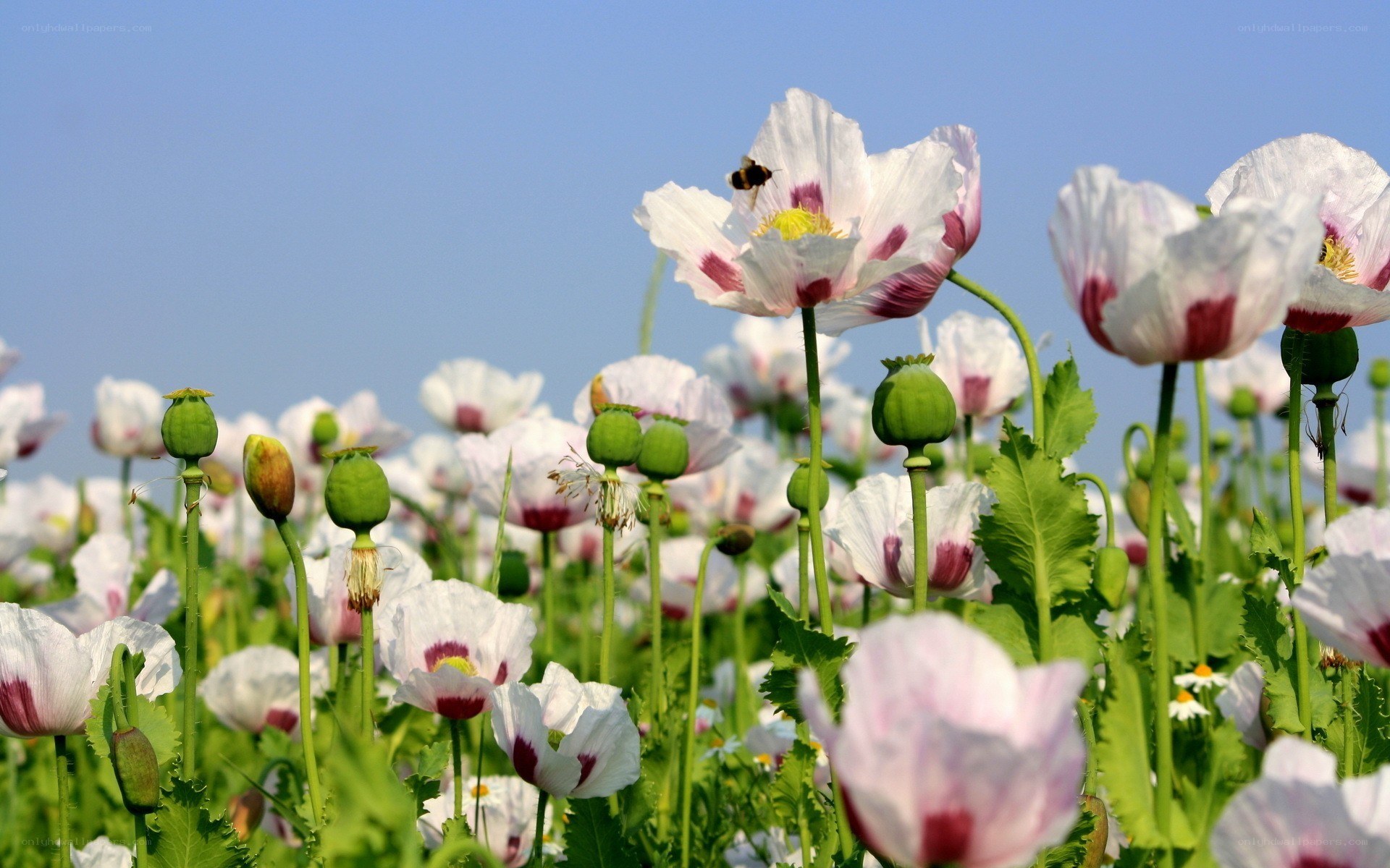 Poppy field under blue sky