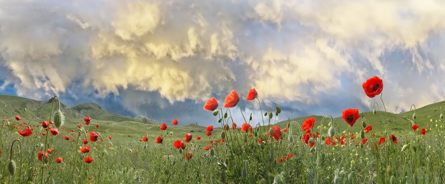 Poppy field under cloudy sky