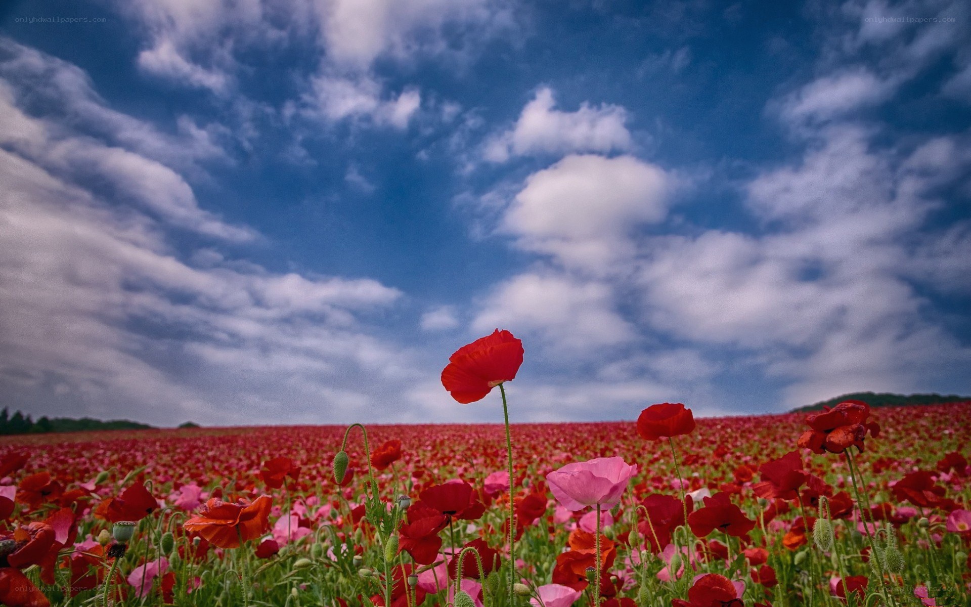Poppy field under cloudy sky