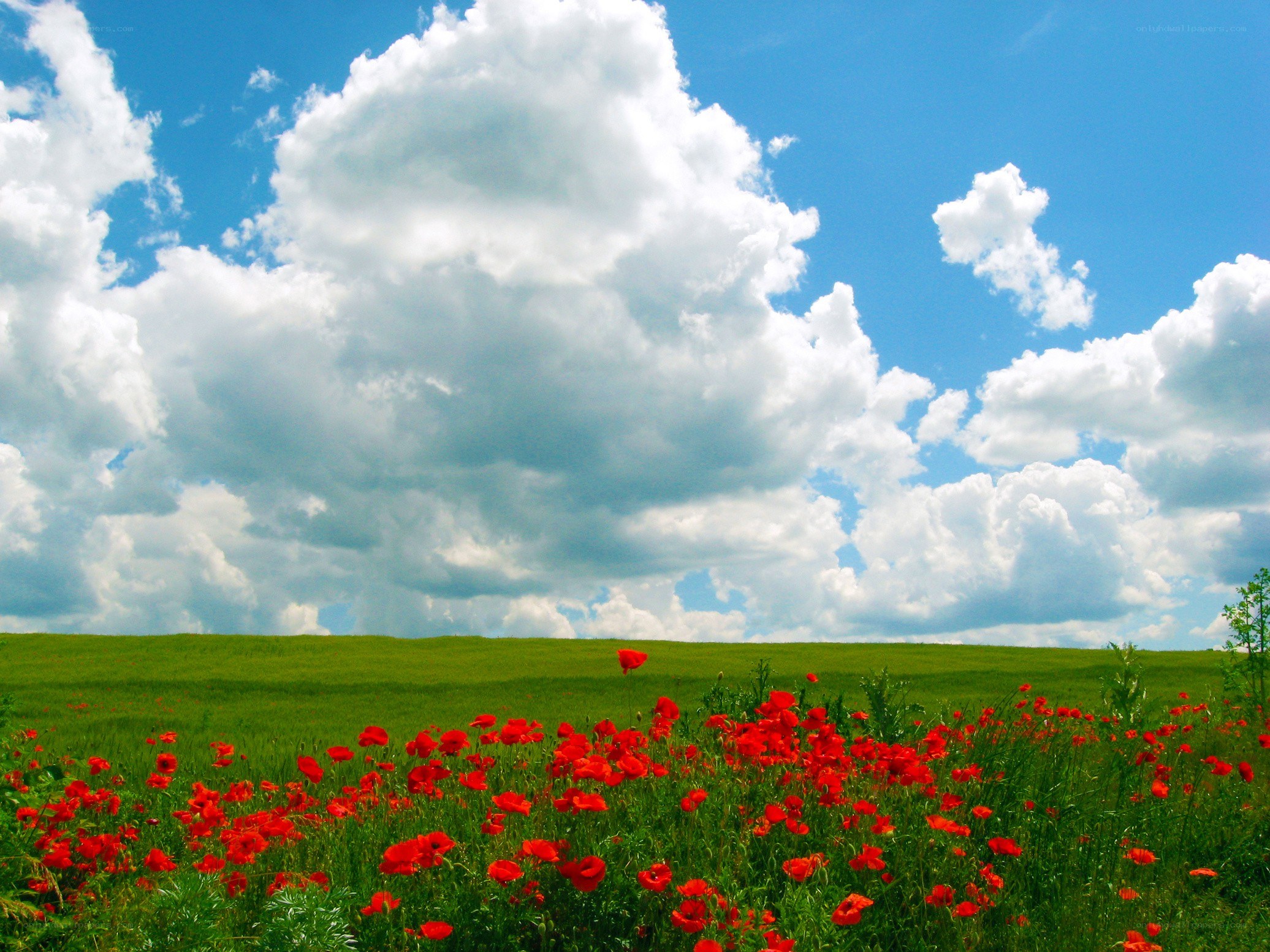 Poppy field under cloudy sky