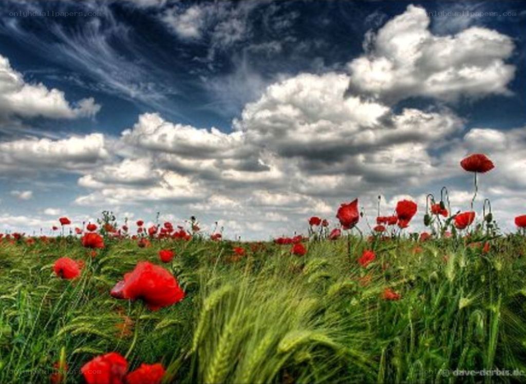 Poppy field under cloudy sky