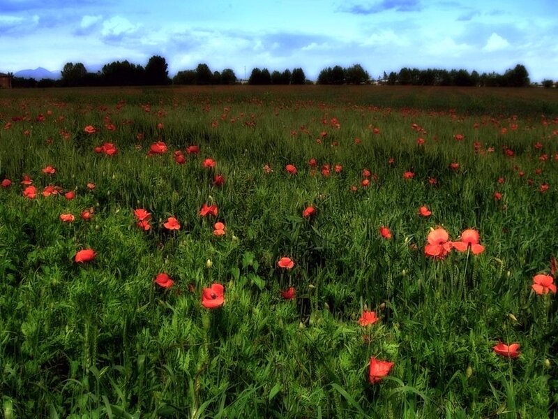 Poppy field under cloudy sky