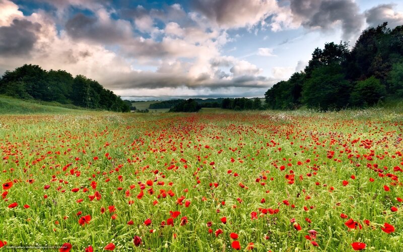 Poppy field under cloudy sky
