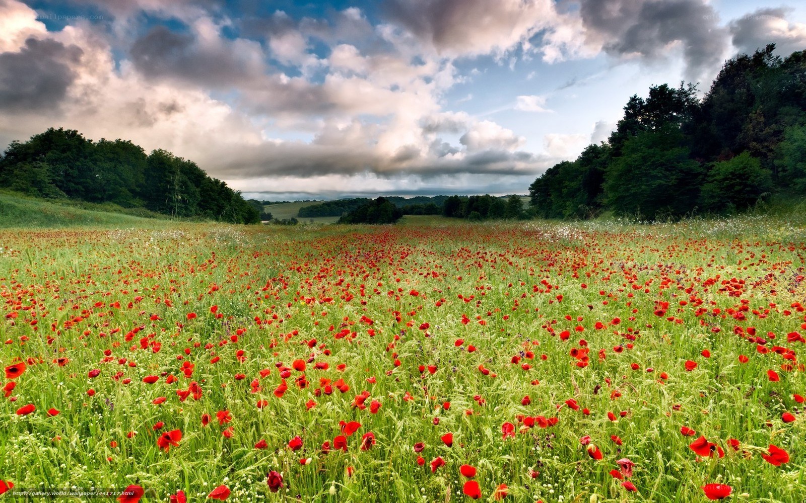 Poppy field under cloudy sky