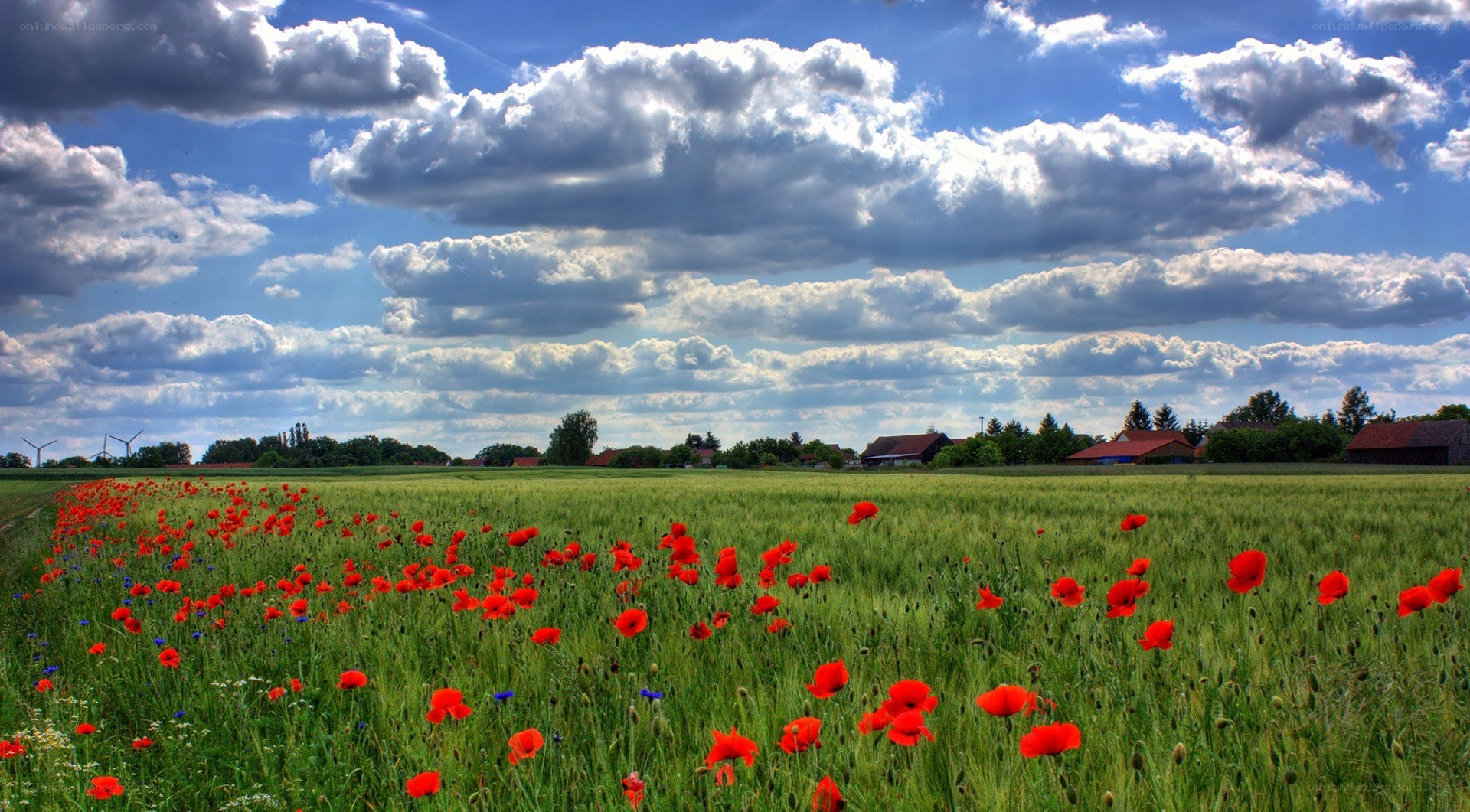 Poppy field under cloudy sky