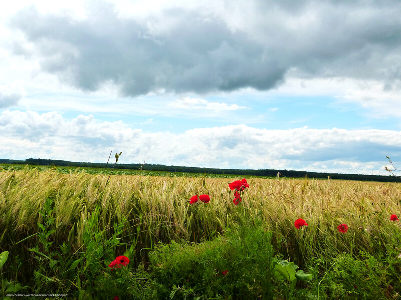 Poppy field under cloudy sky