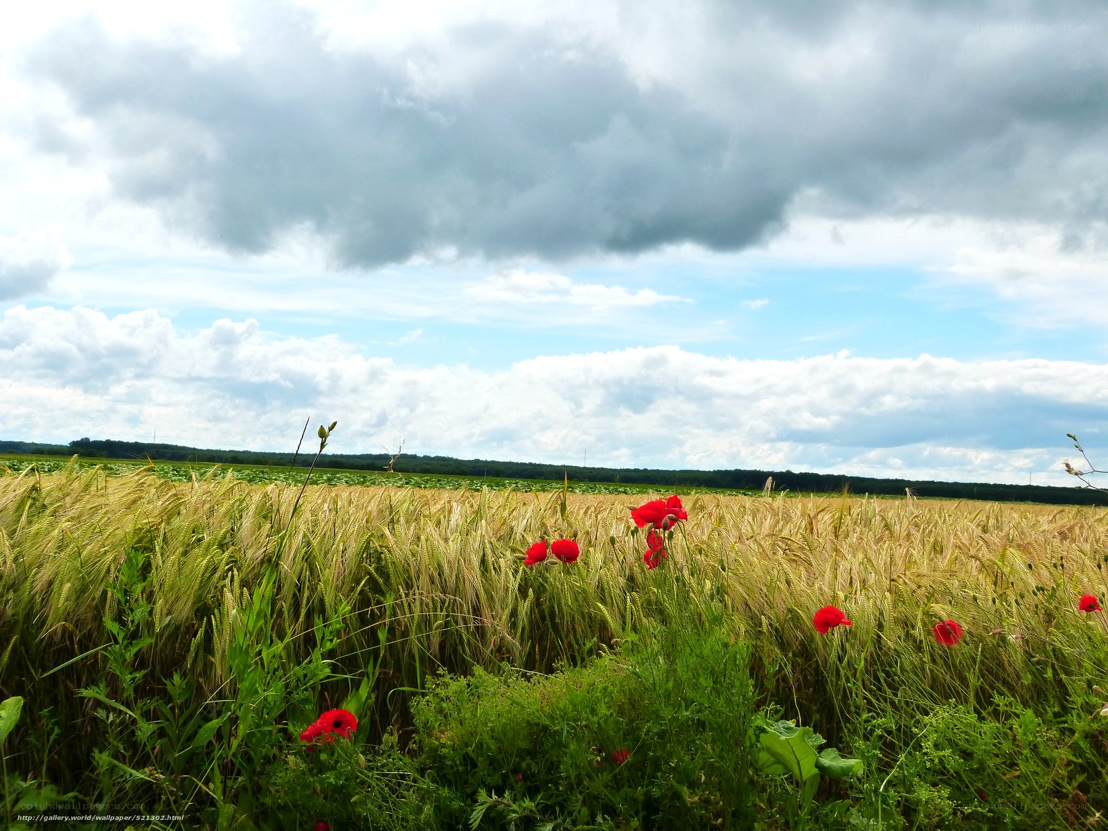Poppy field under cloudy sky