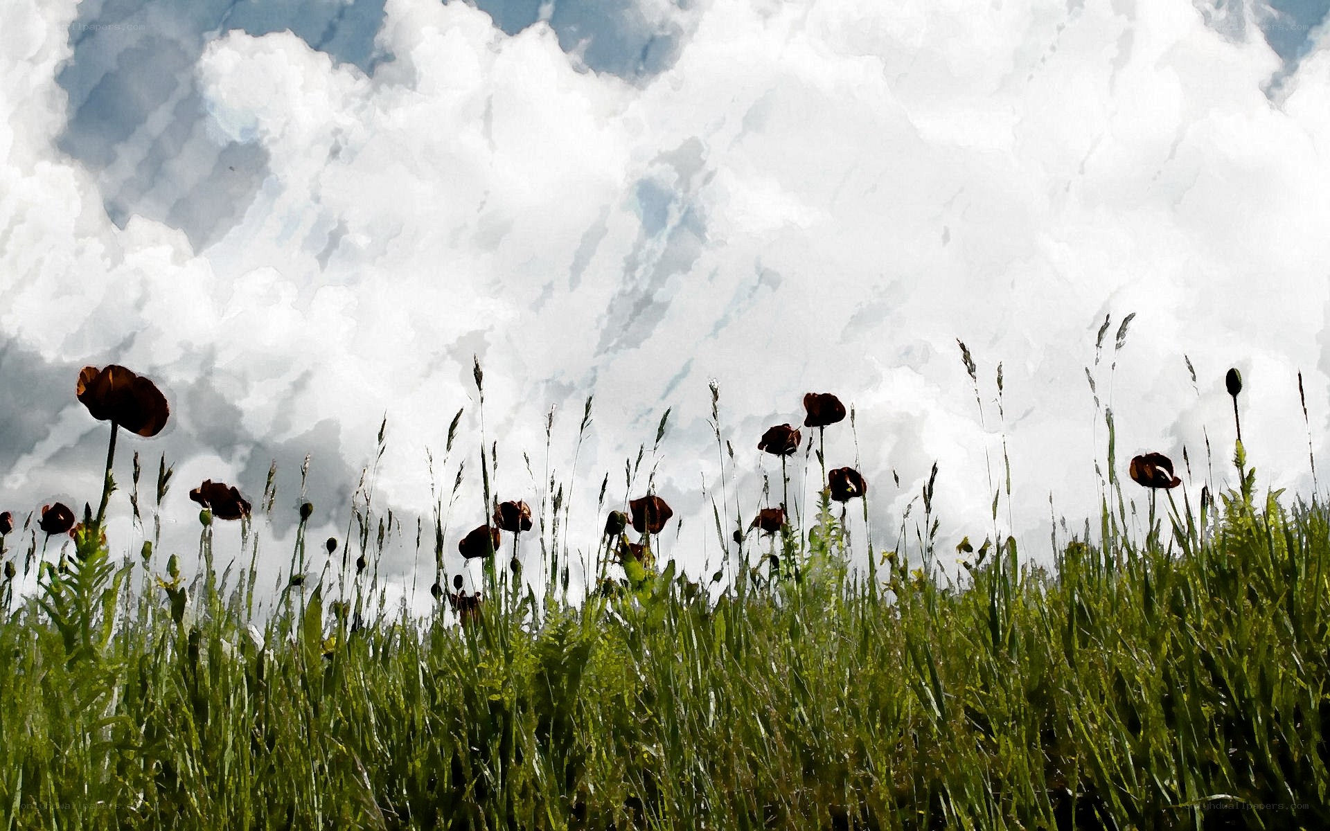 Poppy field under cloudy sky