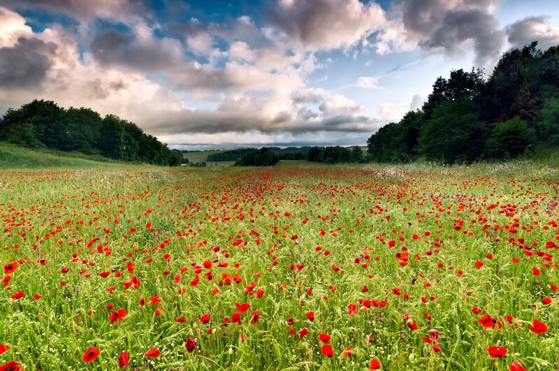 Poppy field under cloudy sky