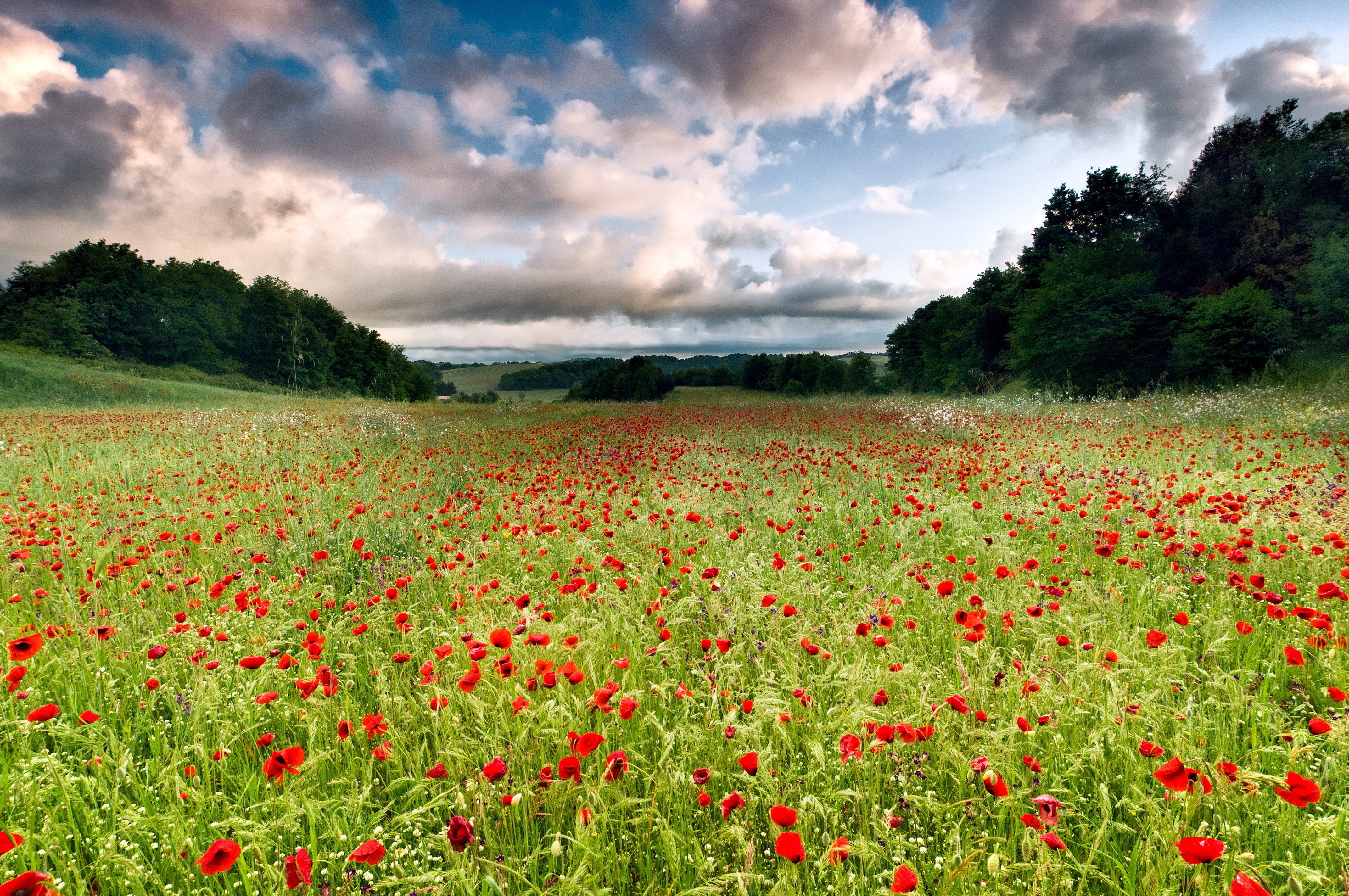 Poppy field under cloudy sky